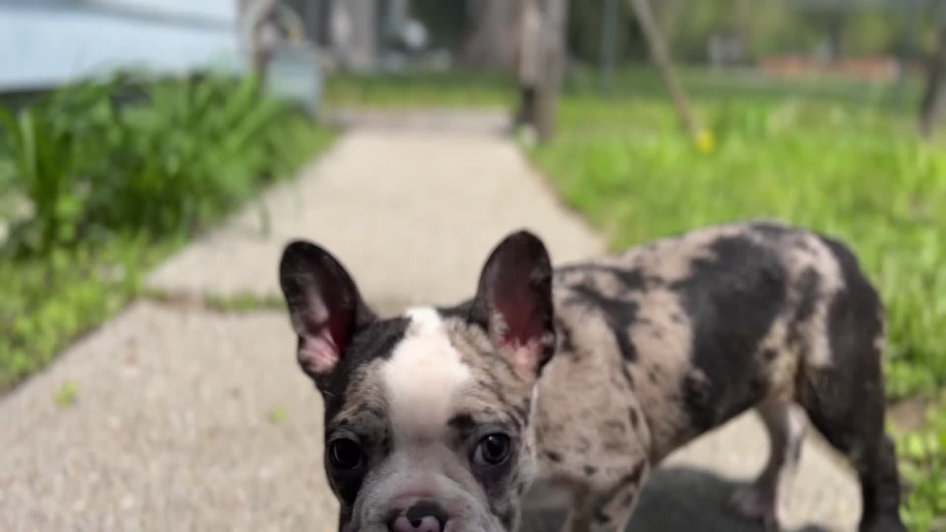 Mixed Breed dogs for sale: Bane - Video 1