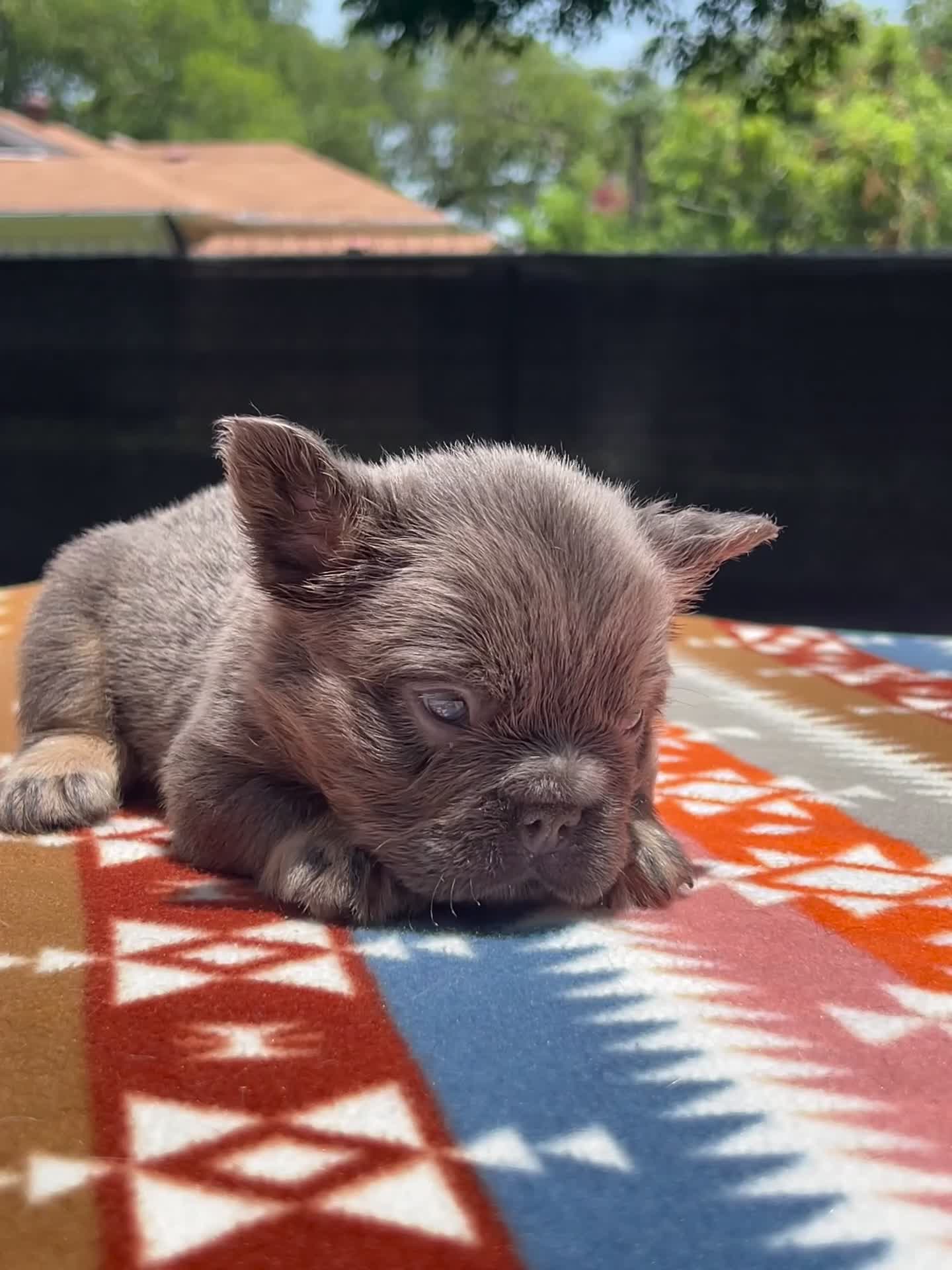 French Bulldog dogs for sale: Bolt  - Video 1