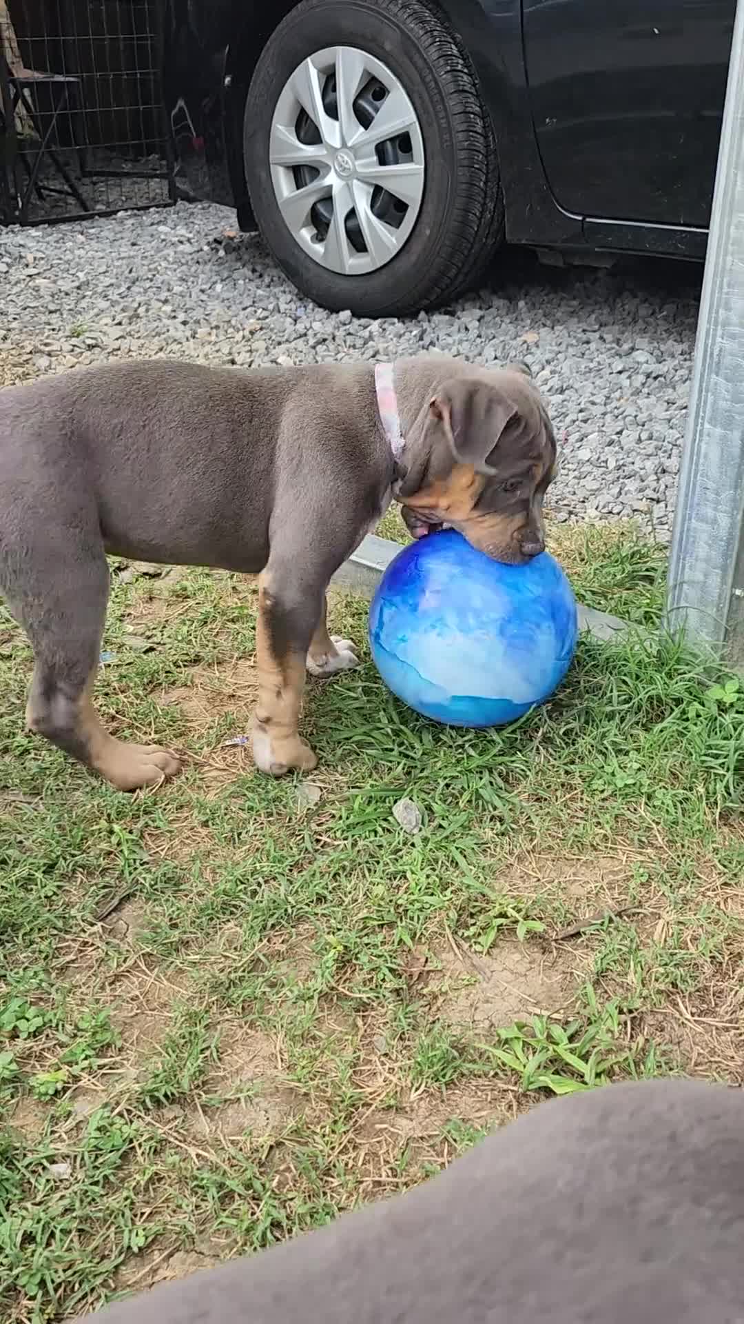American Bully dogs for sale: Violet - Video 1
