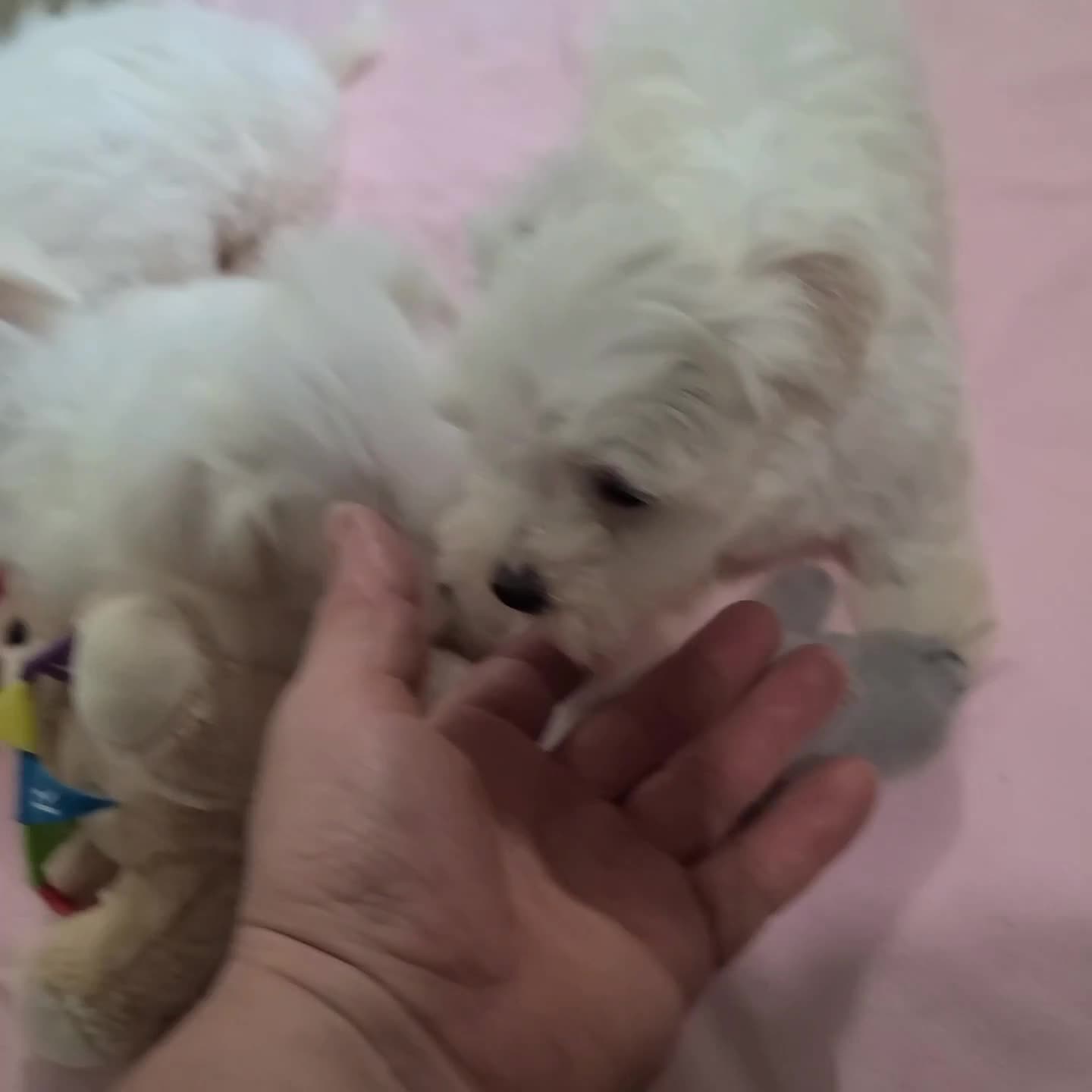 Maltese dogs for sale: Tessa - Video 1