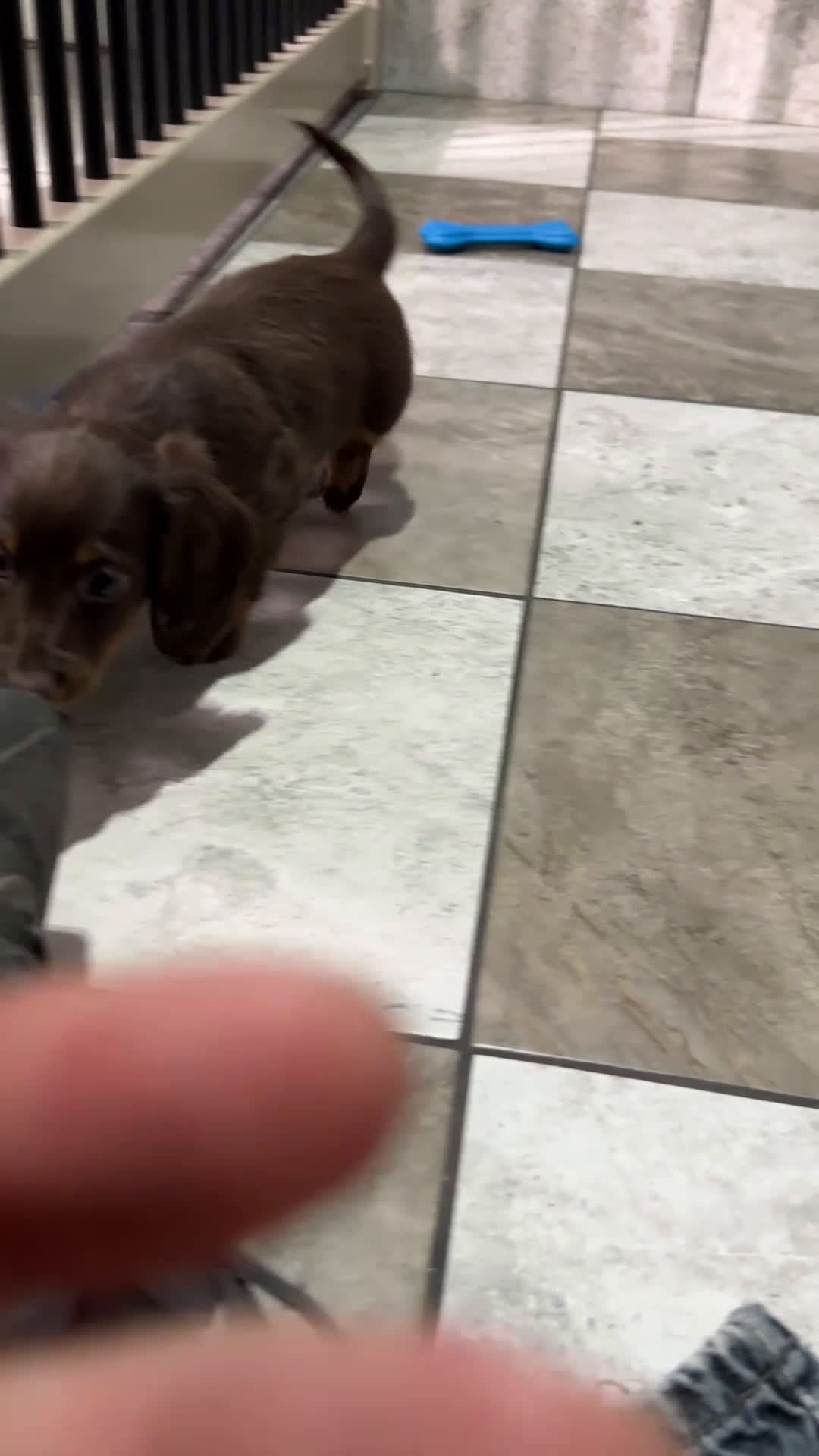 Miniature Dachshund dogs for sale: Alice - Video 1