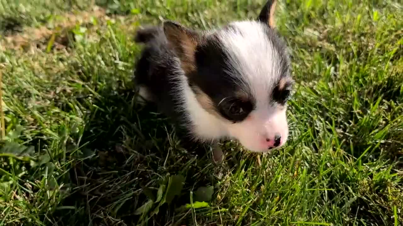 Welsh Corgi Pembroke dogs for sale: Willow - Video 1