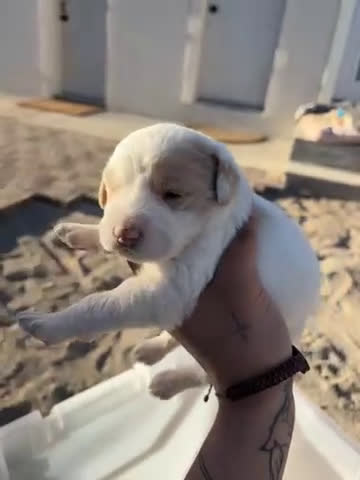 Goldendoodle dogs for sale: Goldendoodle Puppy 5 - Video 1