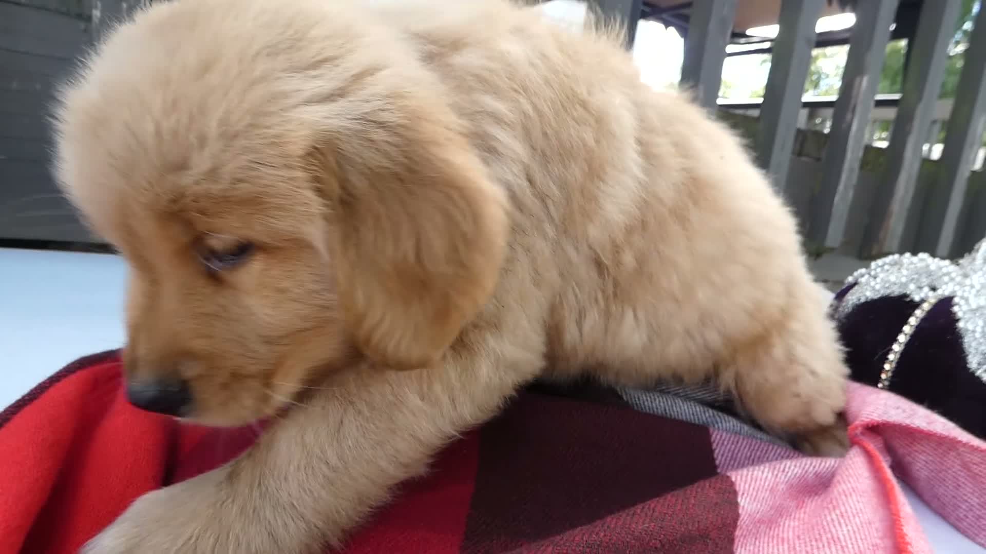 Golden Retriever dogs for sale: Golden Retriever 4 Murphy - Video 1