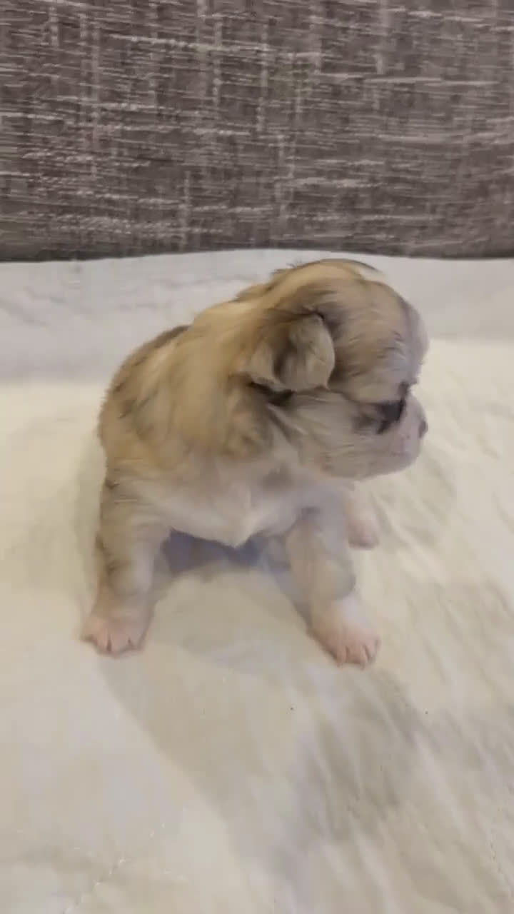 Chihuahua dogs for sale: Peyton - Video 1