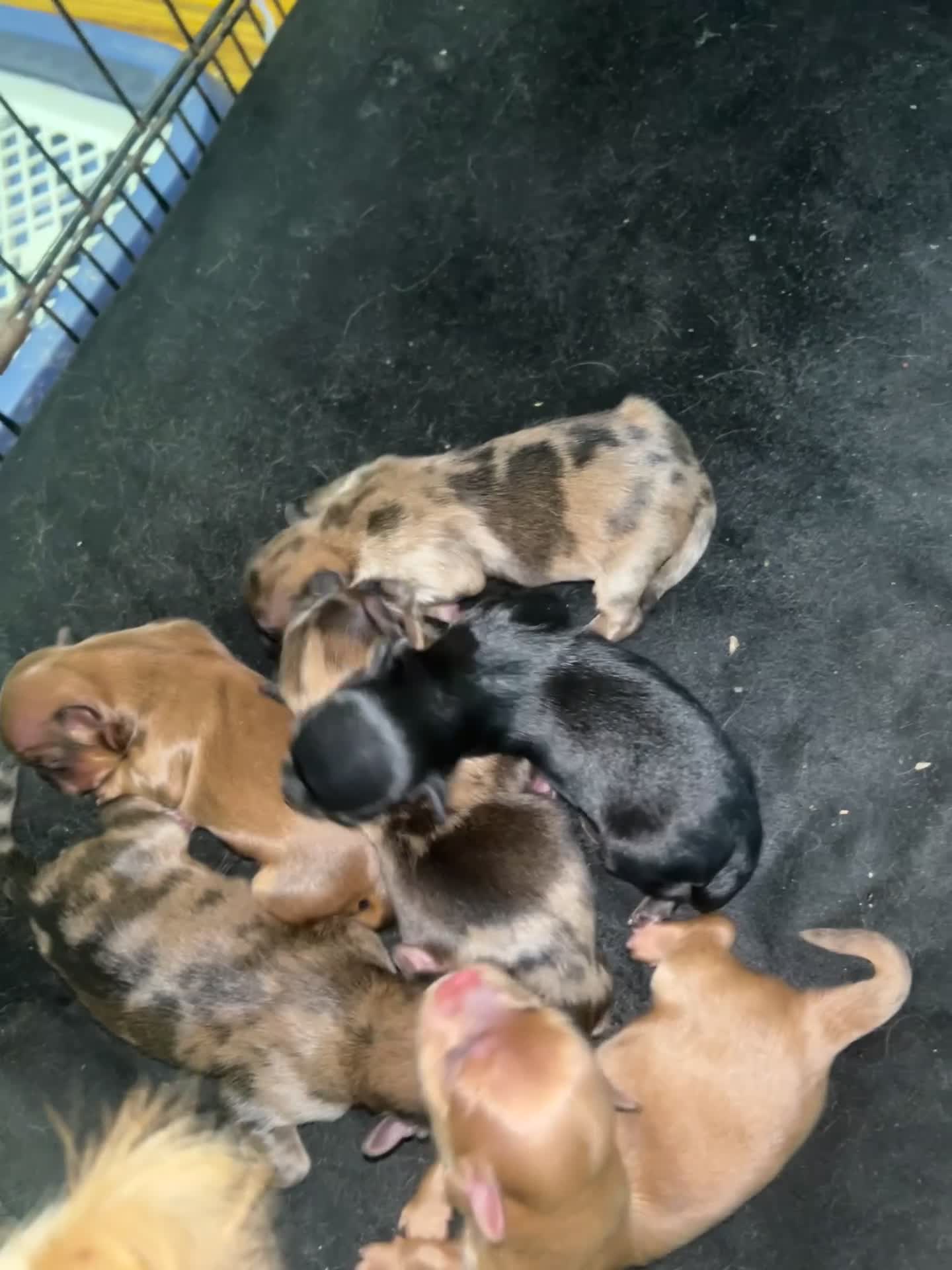 Mixed Breed dogs for sale: Stella - Video 3