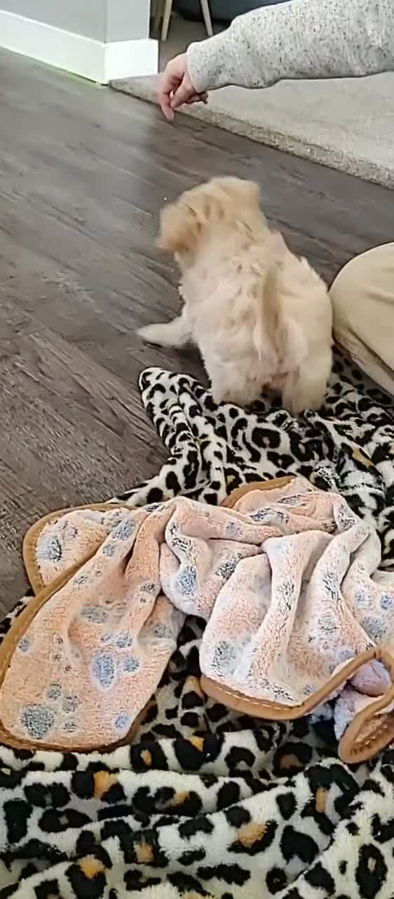 Maltipoo dogs for sale: Beanie - Video 1