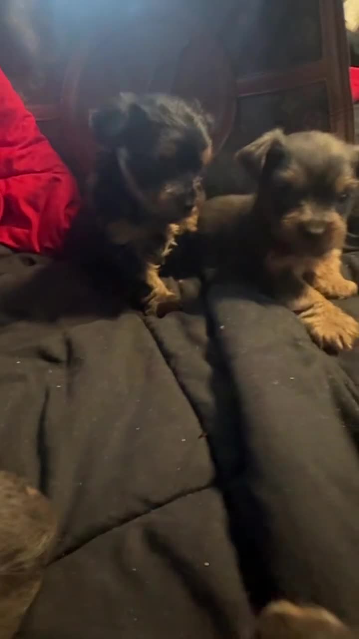 Yorkiepoo dogs for sale: Yorkiepoo 3 - Video 1