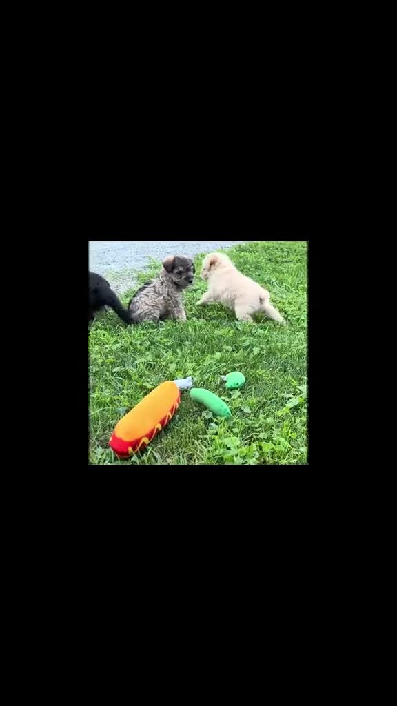 Schnoodle dogs for sale: Mitch  - Video 2