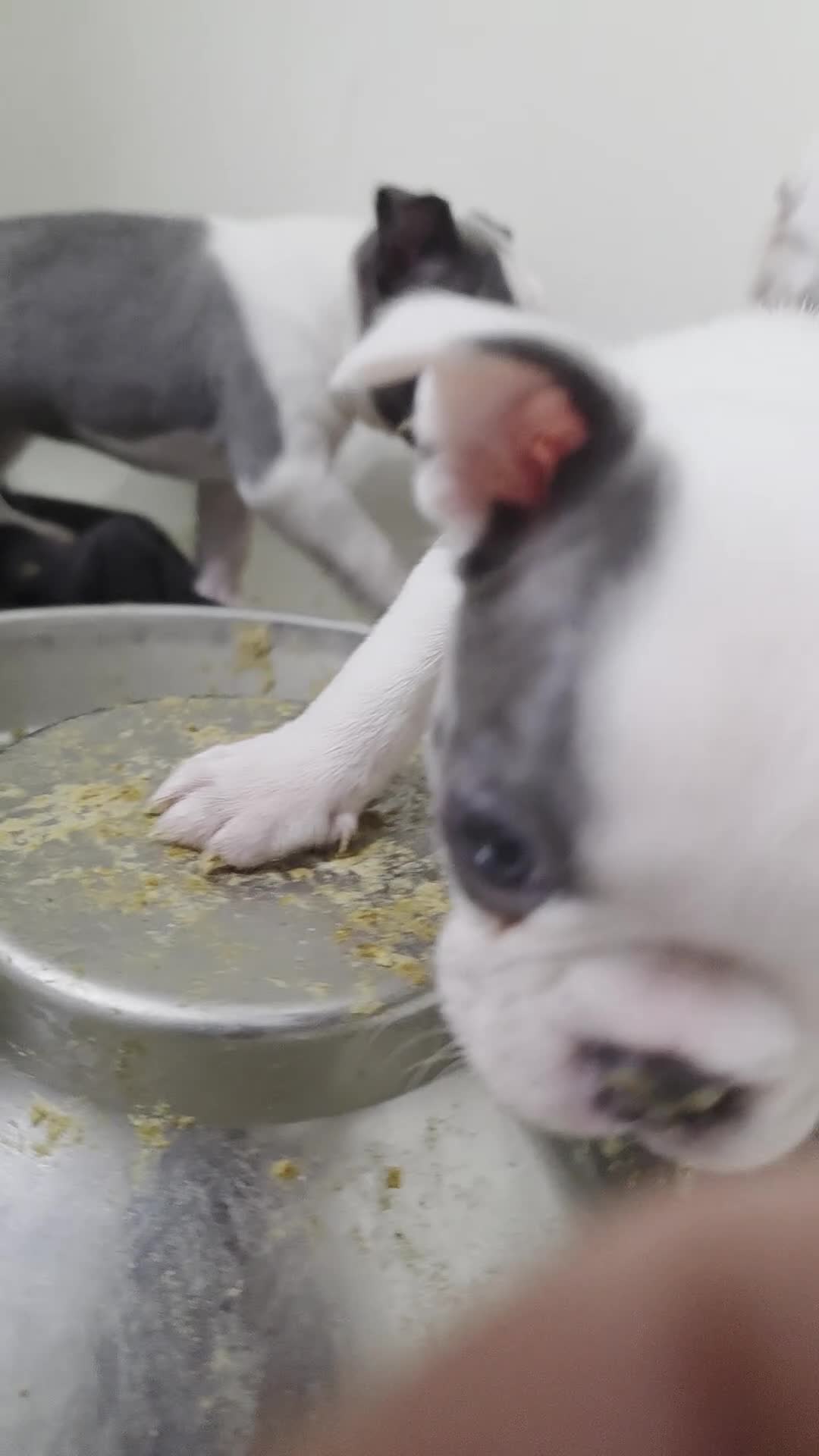 Boston Terrier dogs for sale: Pumpkin - Video 2