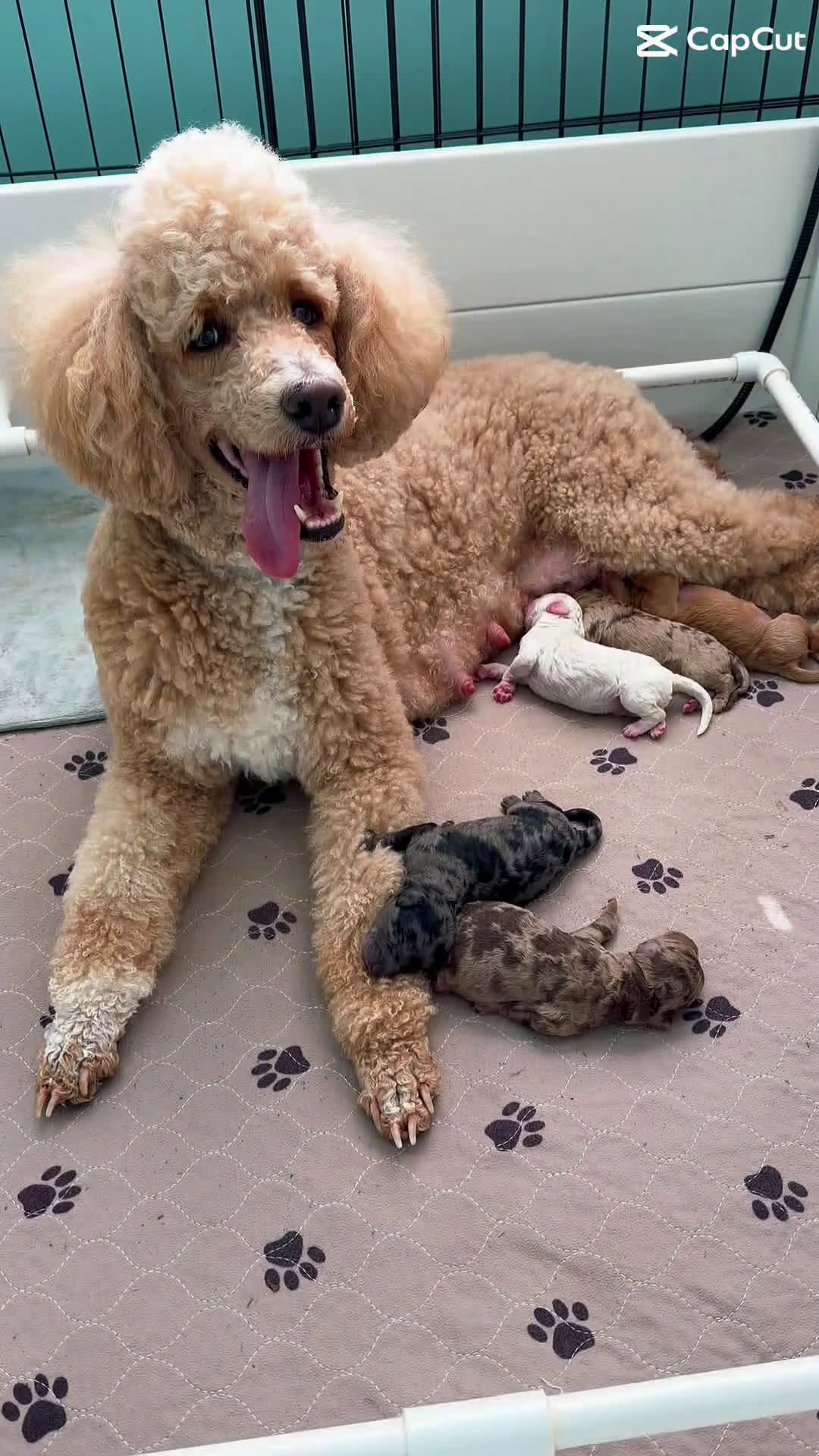 Mixed Breed dogs for sale: Chick - Video 1