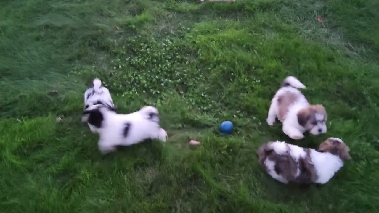 Teddy Bear dogs for sale: Daisy - Video 1