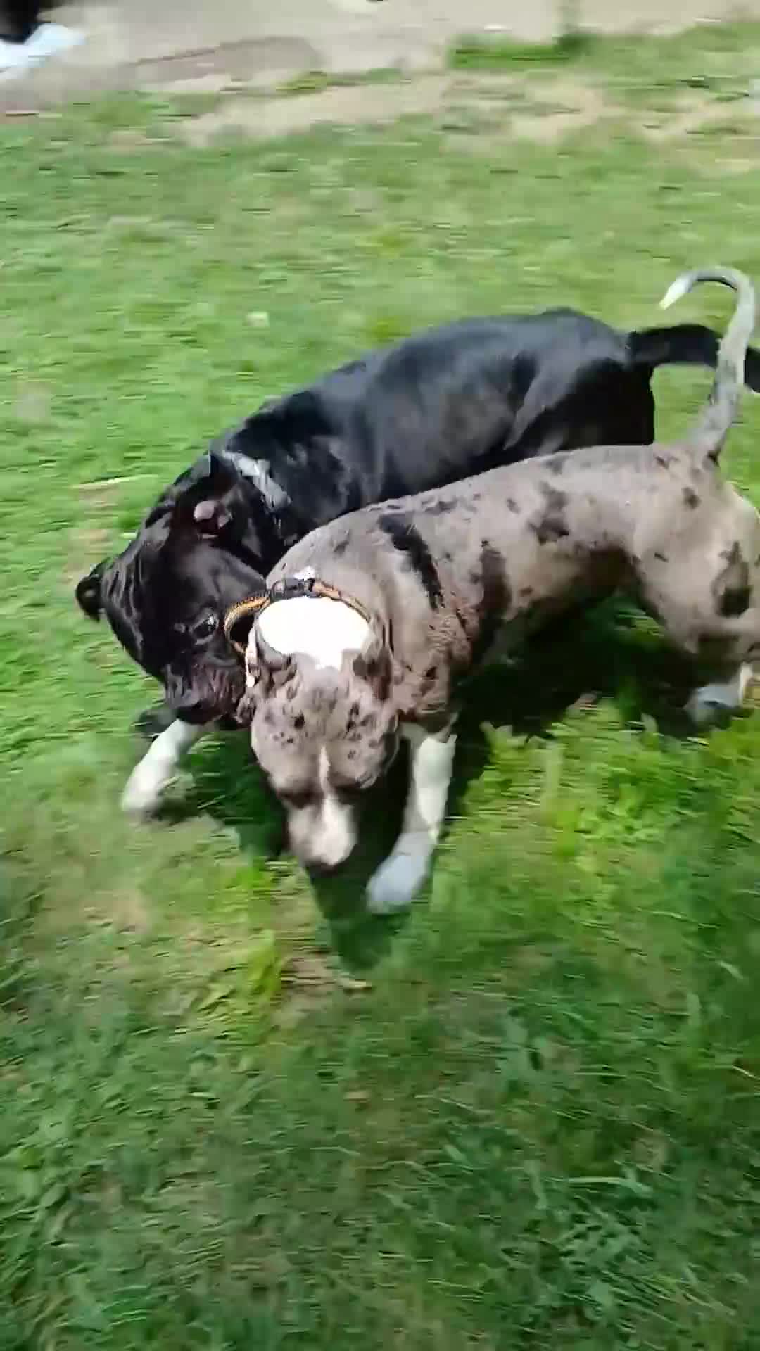 American Pit Bull Terrier dogs for sale: American Pit Bull Terrier 3 Male - Video 1