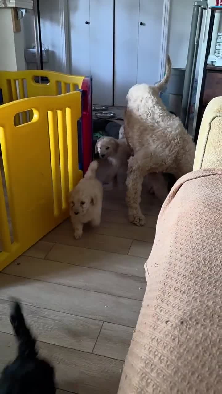 Mini Goldendoodle dogs for sale: Mini Goldendoodle 8 - Video 1