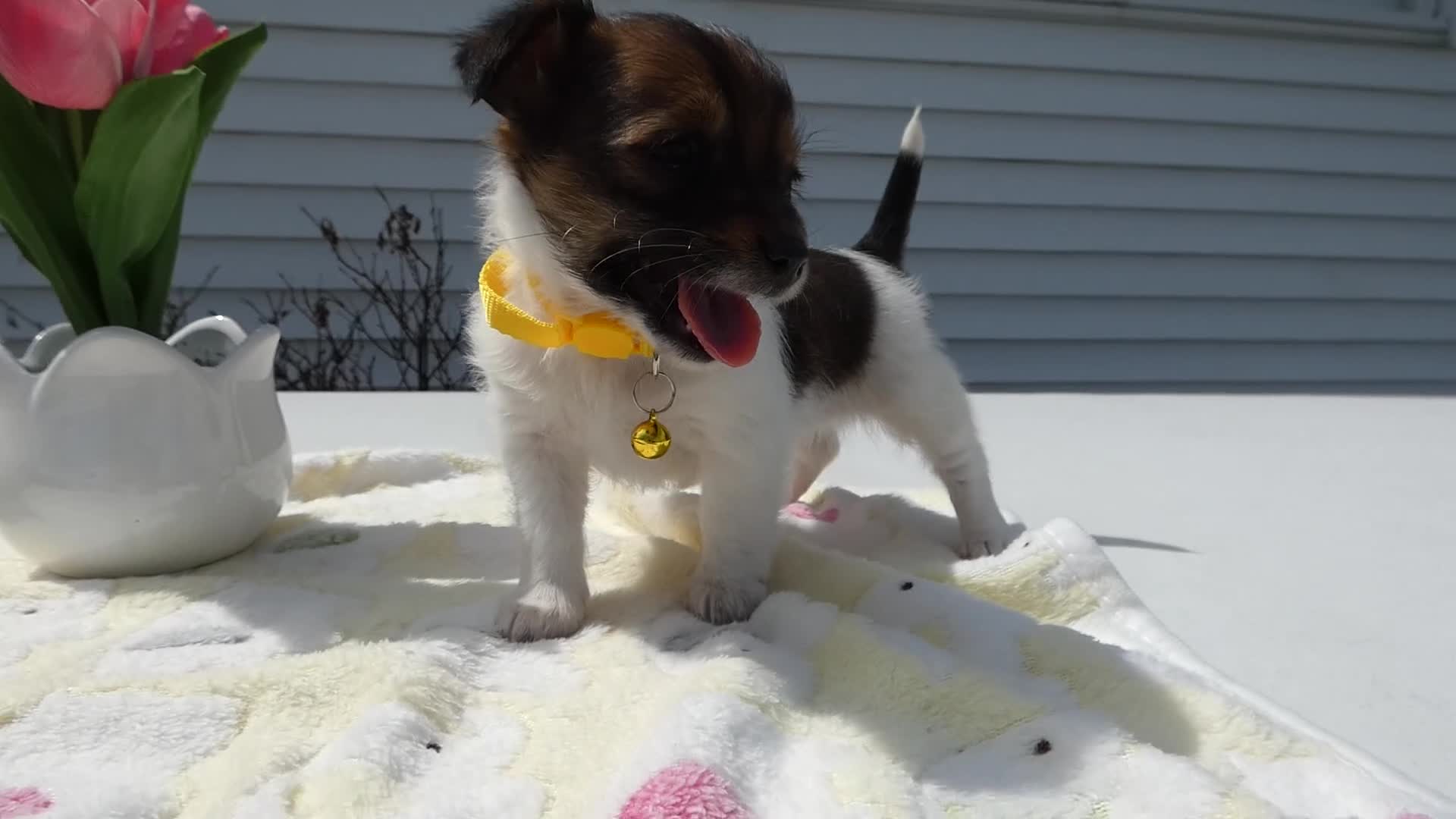 Border Collie dogs for sale: Border Collie Puppy 2 Sunshine - Video 1