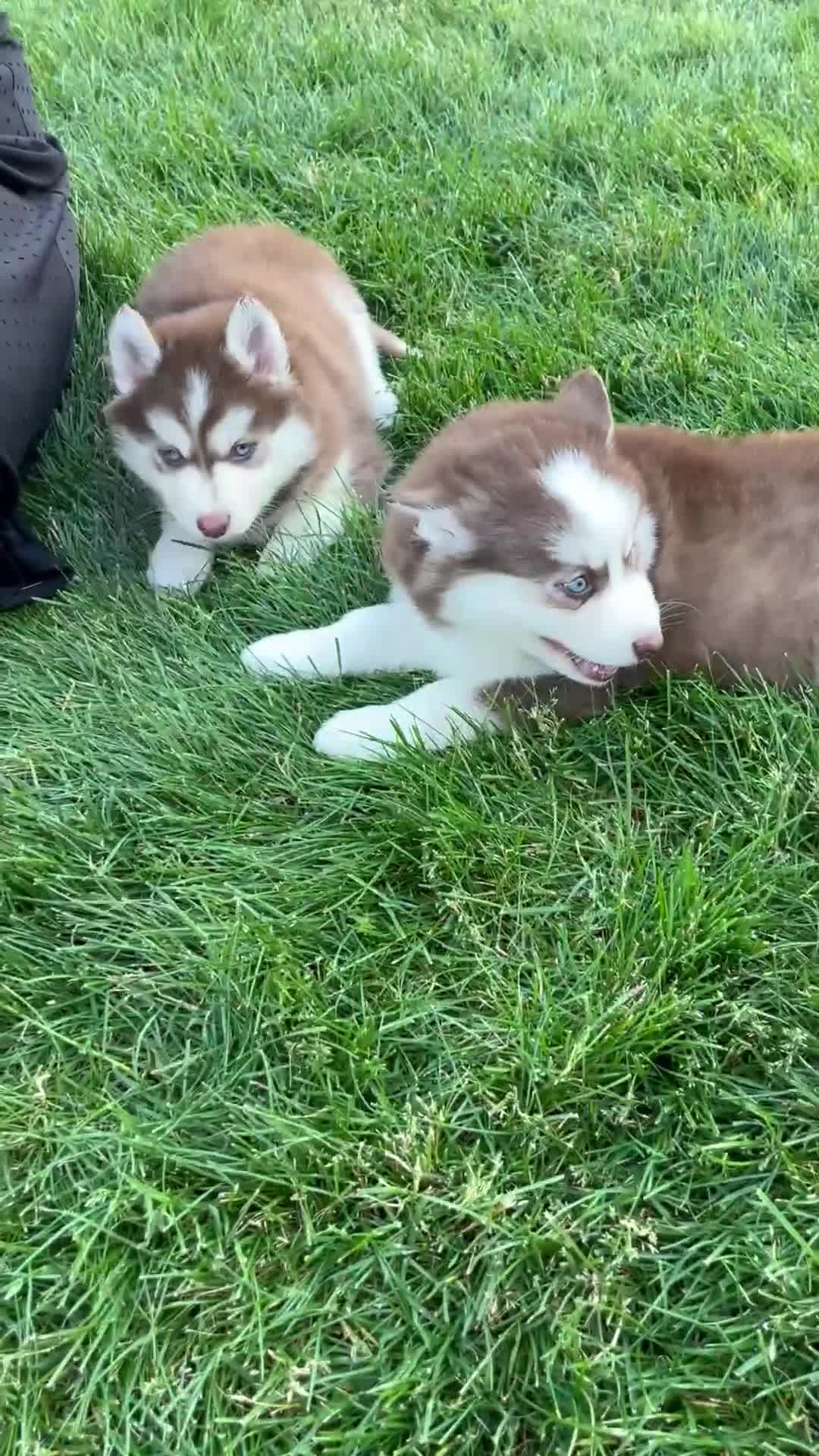 Pomsky dogs for sale: Savannah - Video 2
