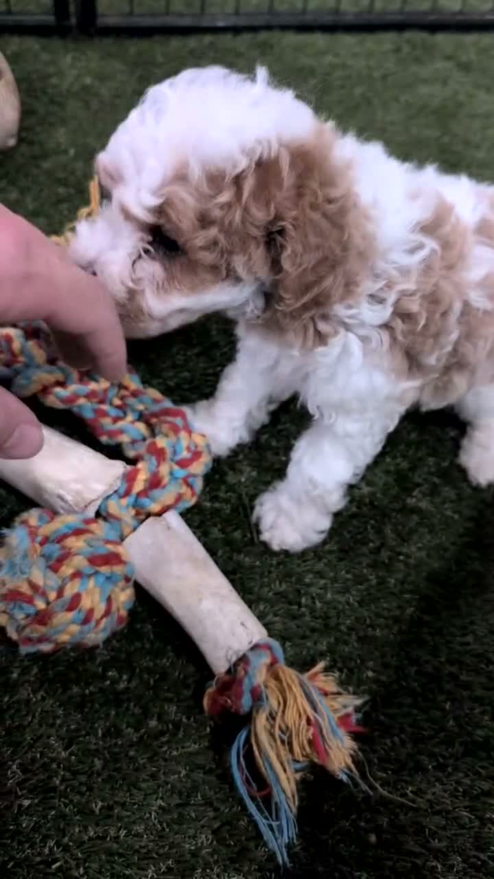 Miniature Poodle dogs for sale: Lyla - Video 1