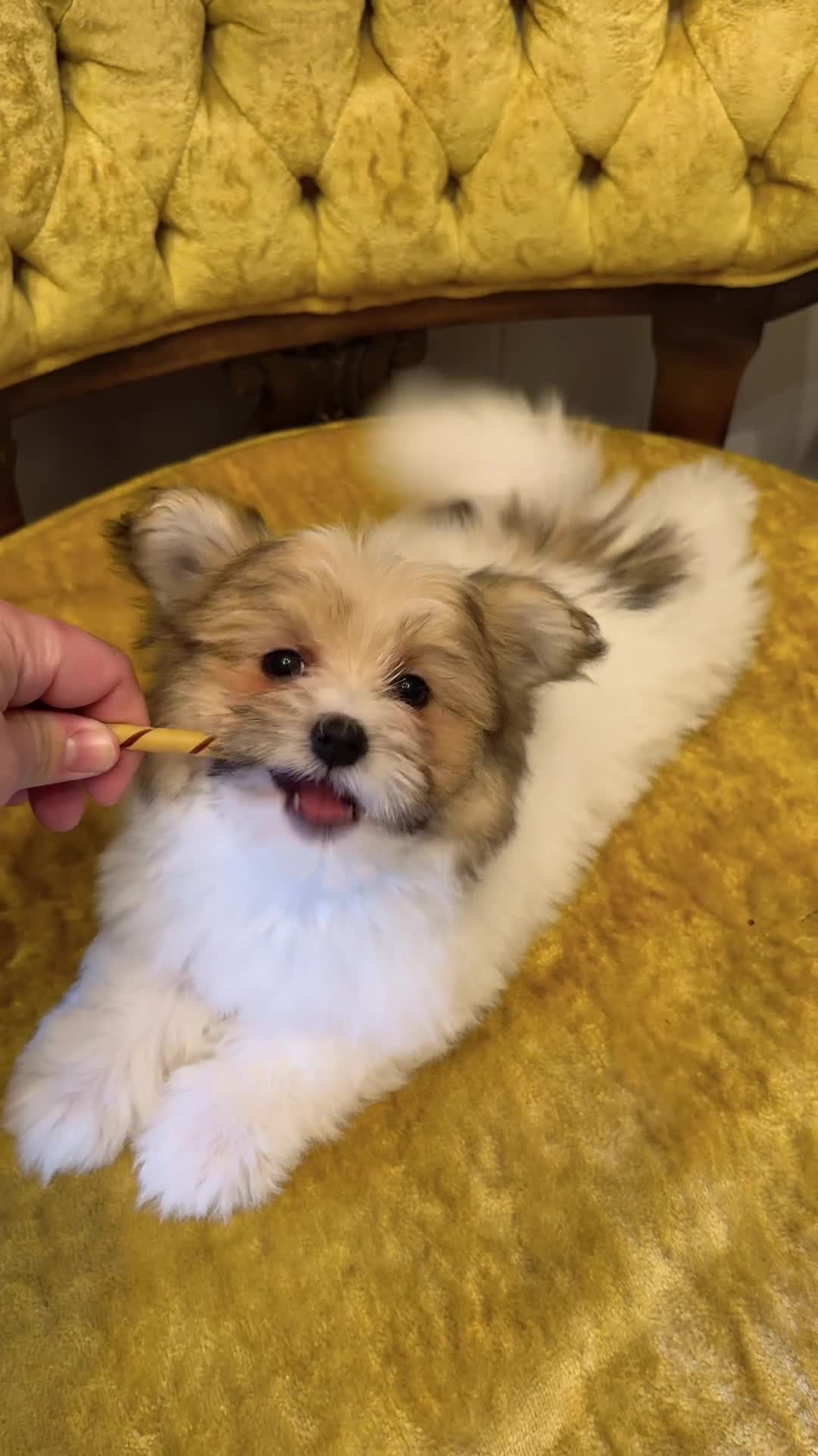 Maltipom dogs for sale: 🧡 Cookie 🤎 - Video 1