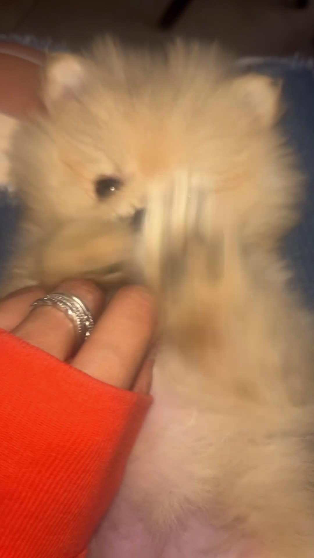 Pomeranian dogs for sale: Pomeranian Puppy 3 - Video 1
