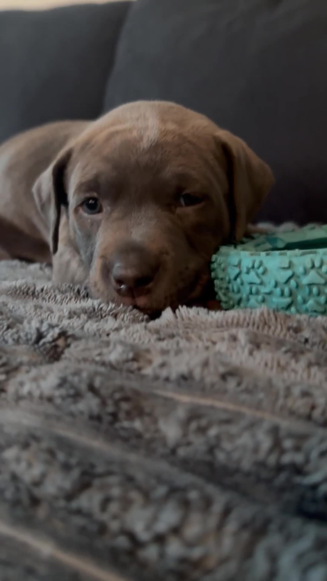 Mixed Breed dogs for sale: Blue - Video 3