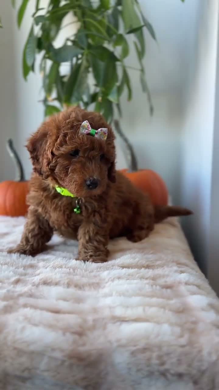 Mini Goldendoodle dogs for sale: Tiffany - Video 1