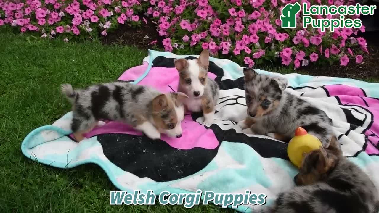 Welsh Corgi Pembroke dogs for sale: Buddy - Video 1