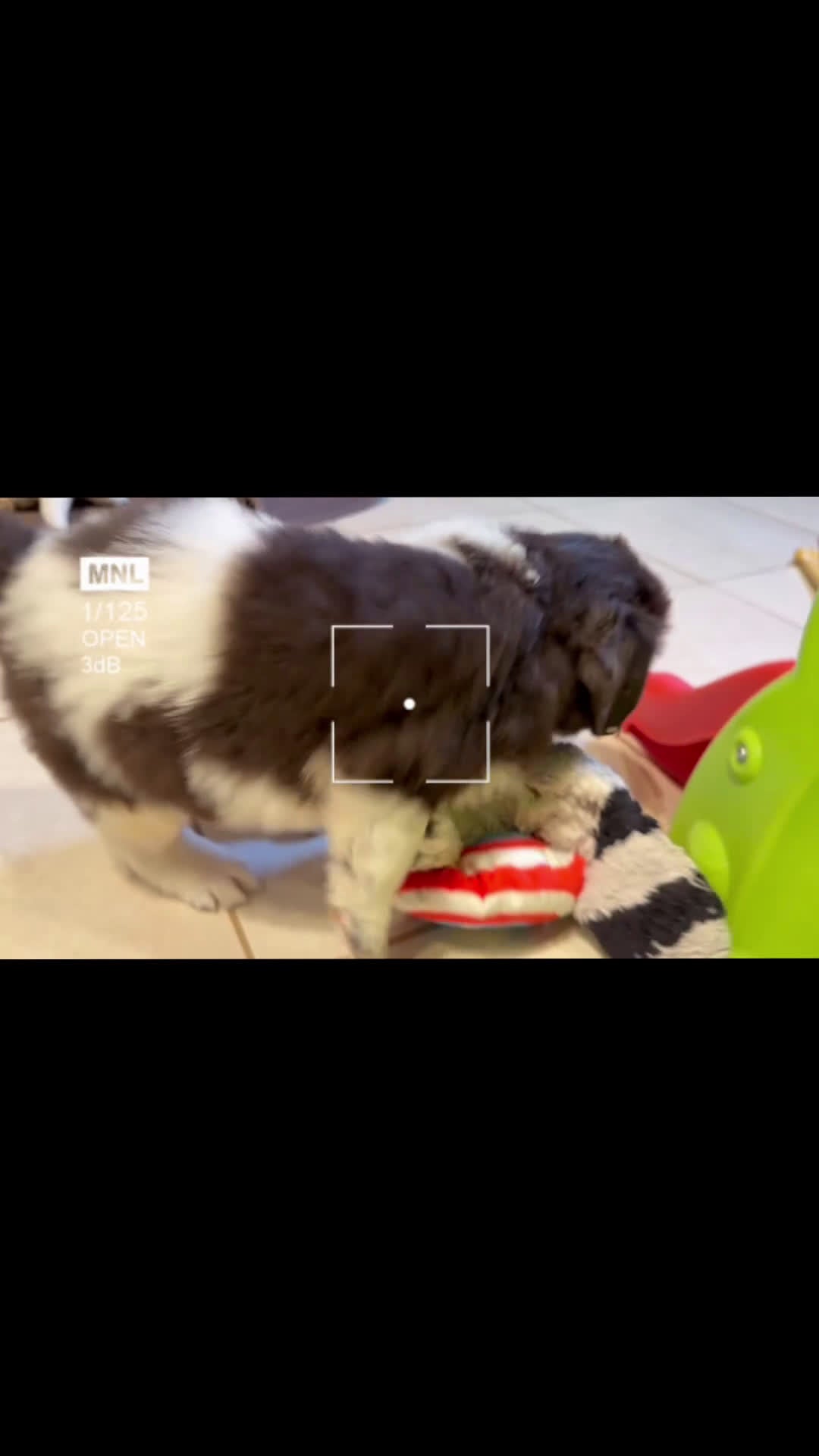 Mixed Breed dogs for sale: Stephanie OFA DNA - Video 6