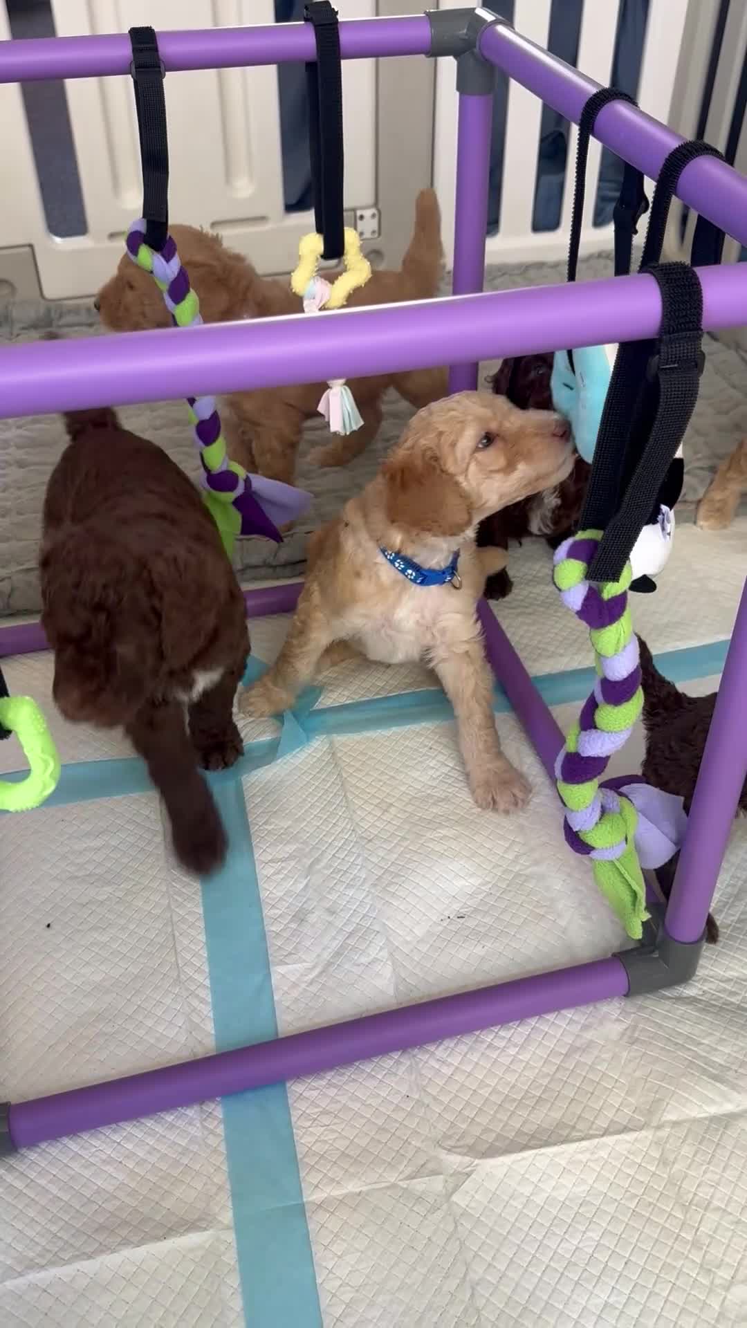 Standard Poodle dogs for sale: Standard Poodle Puppy 7 - Video 1