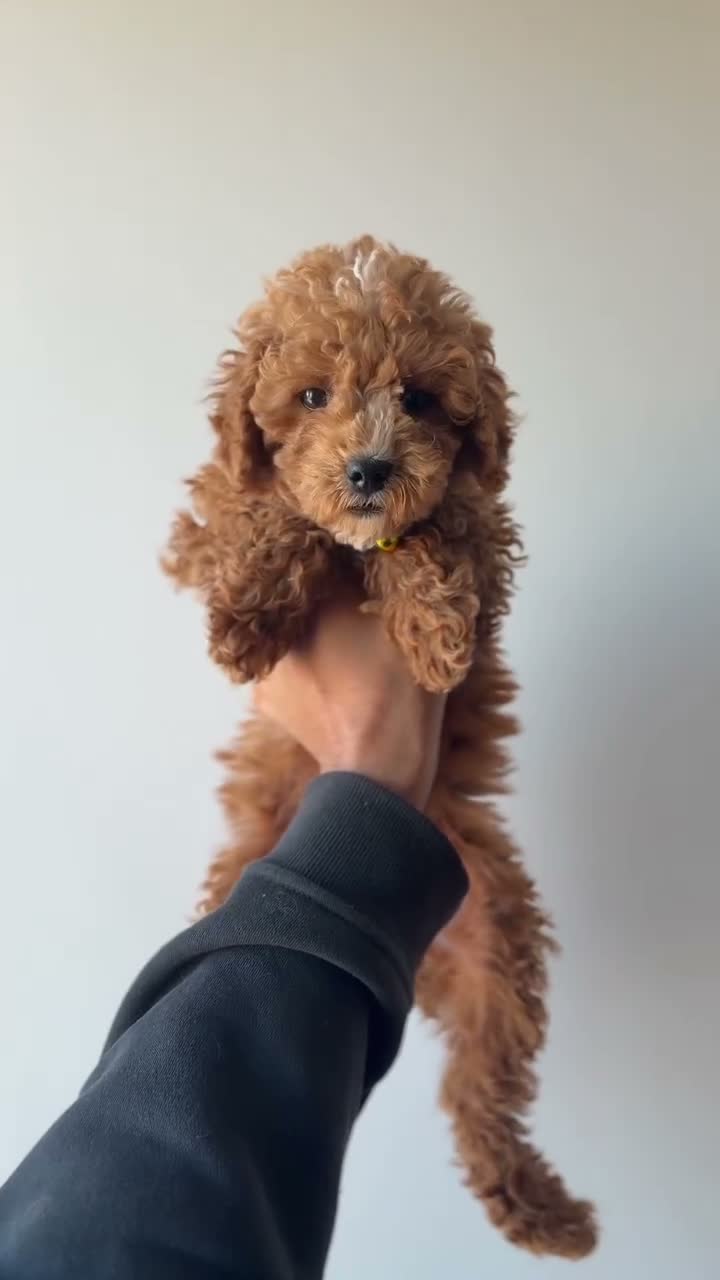 Miniature Poodle dogs for sale: Mickey - Video 1