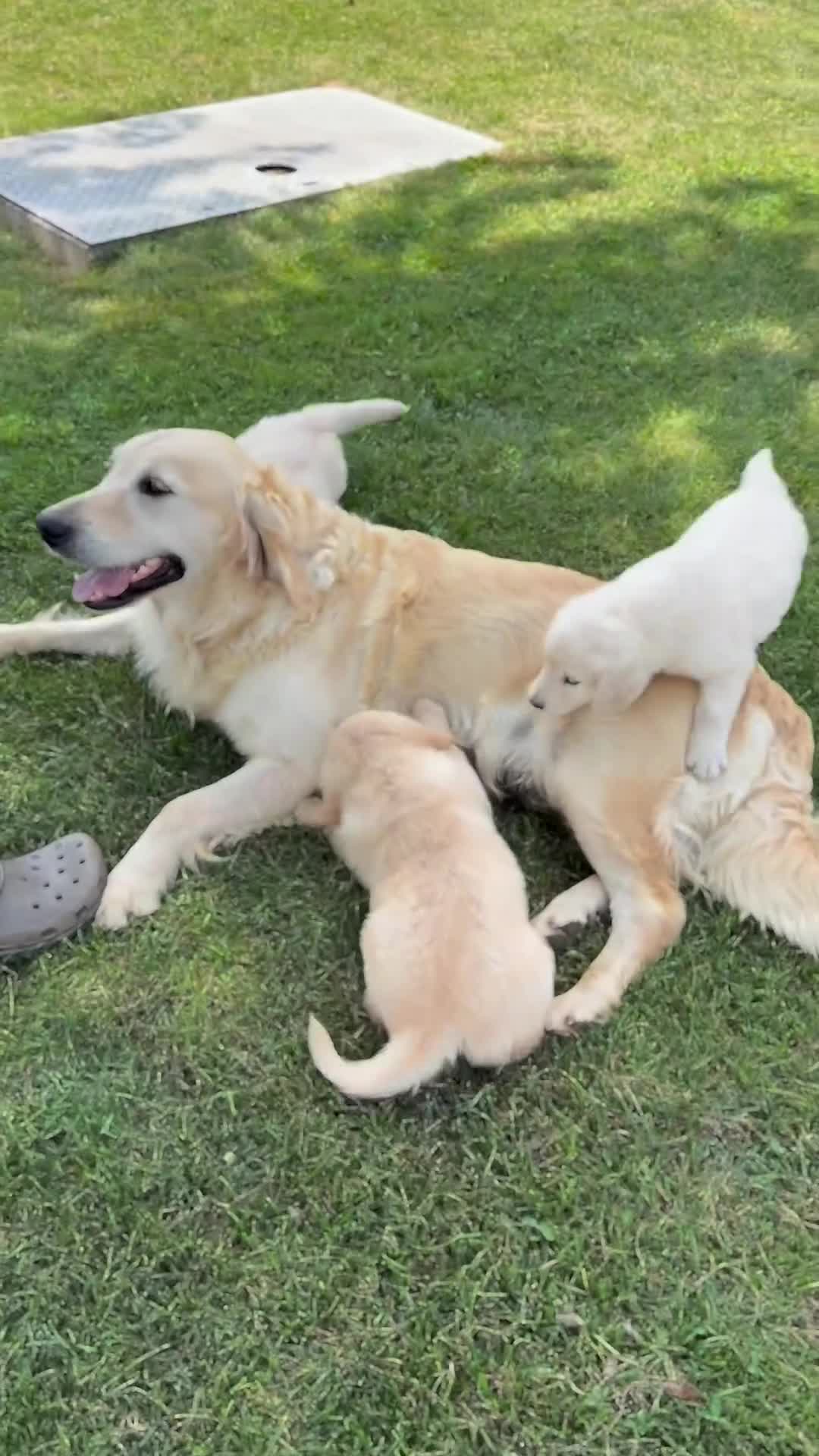 Golden Retriever dogs for sale: Papaya - Video 1