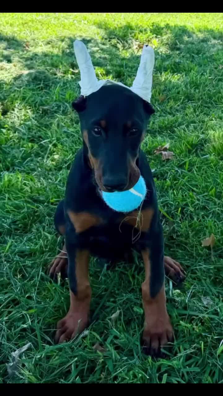 Doberman Pinscher dogs for sale: Gorgeous Girl  - Video 2
