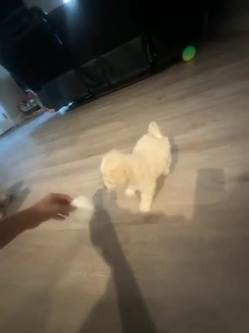 Maltipoo dogs for sale: Maltipoo Puppy 1 - Video 1
