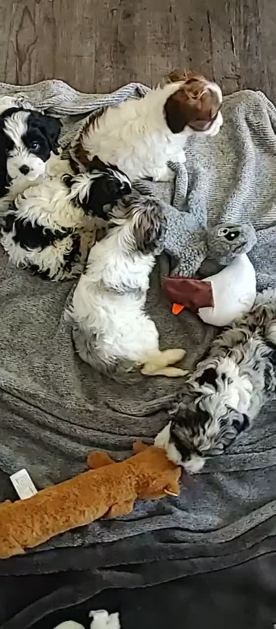 Cavapoo dogs for sale: Winnie - Video 1