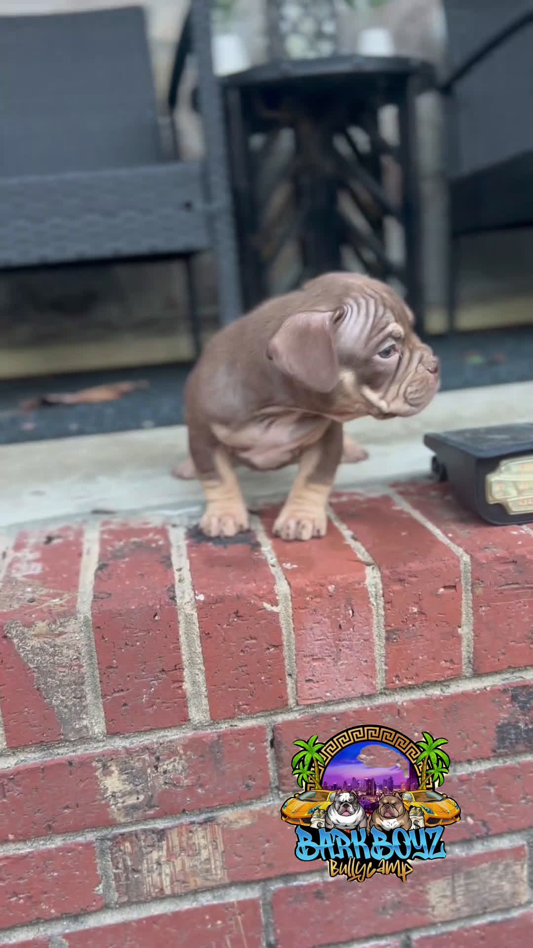 American Bully dogs for sale: Barkboyz Bullycamp Chocolate  - Video 1
