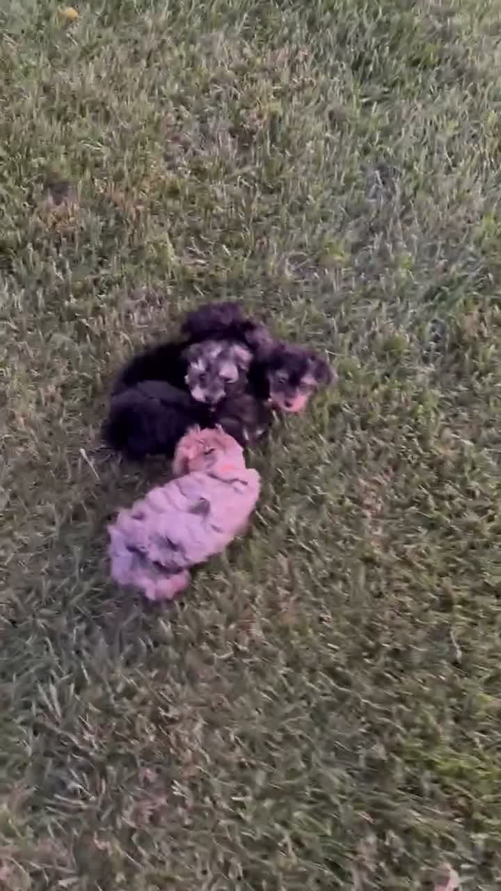 Yorkiepoo dogs for sale: Tiny Stella - Video 1