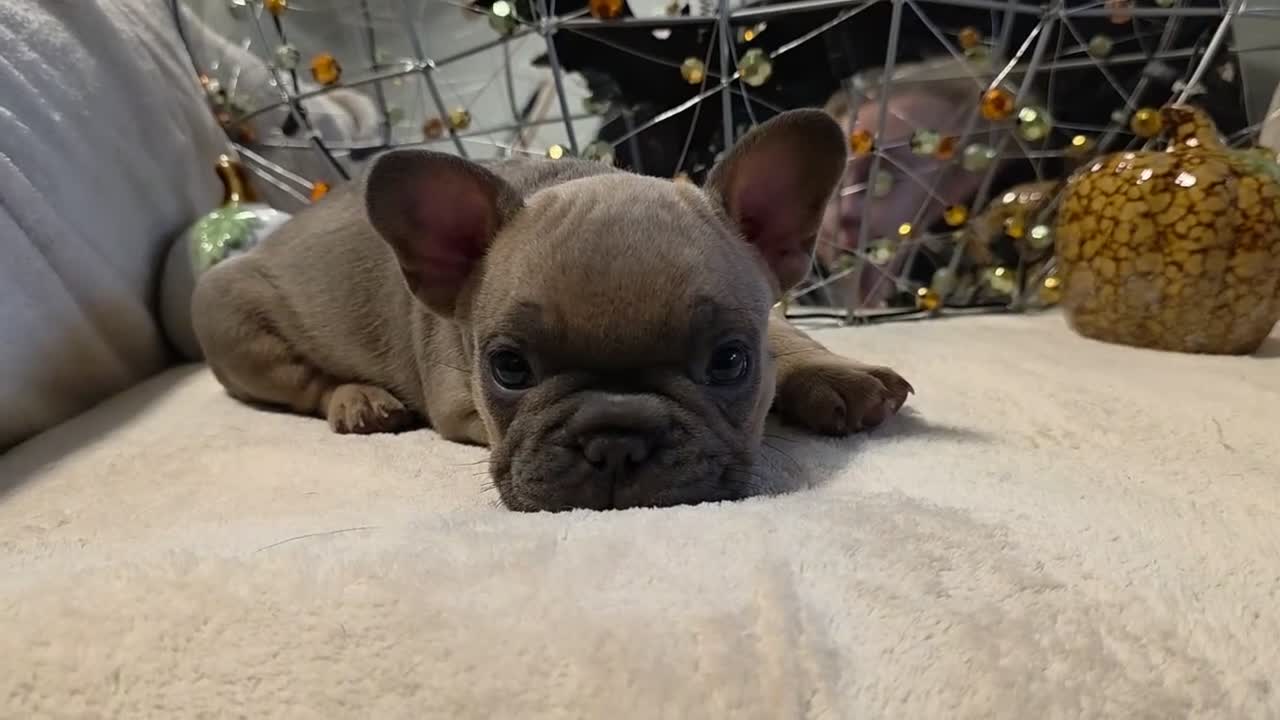 French Bulldog dogs for sale: Walter  - Video 1