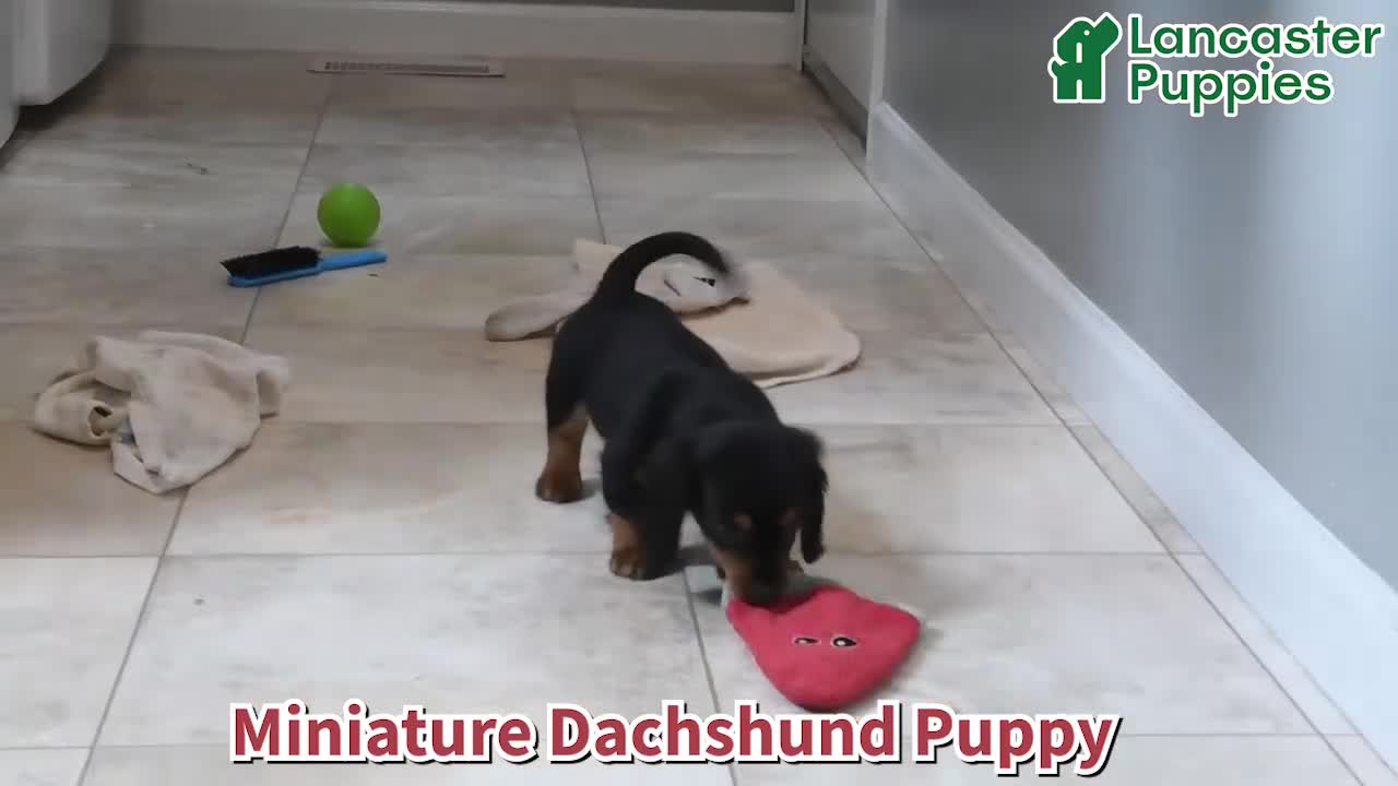 Miniature Dachshund dogs for sale: Cocoa - Video 1