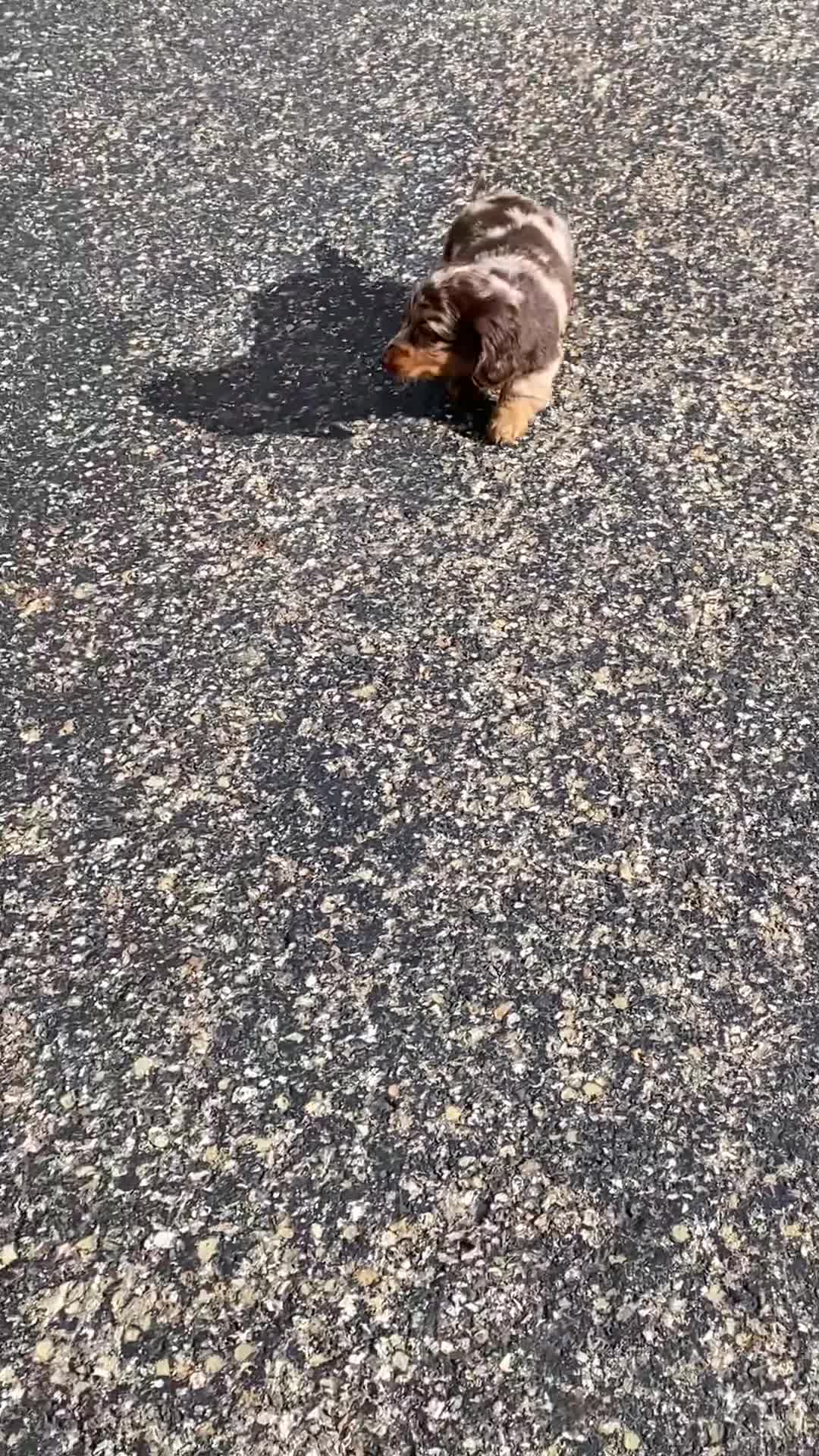 Miniature Dachshund dogs for sale: Benny - Video 1