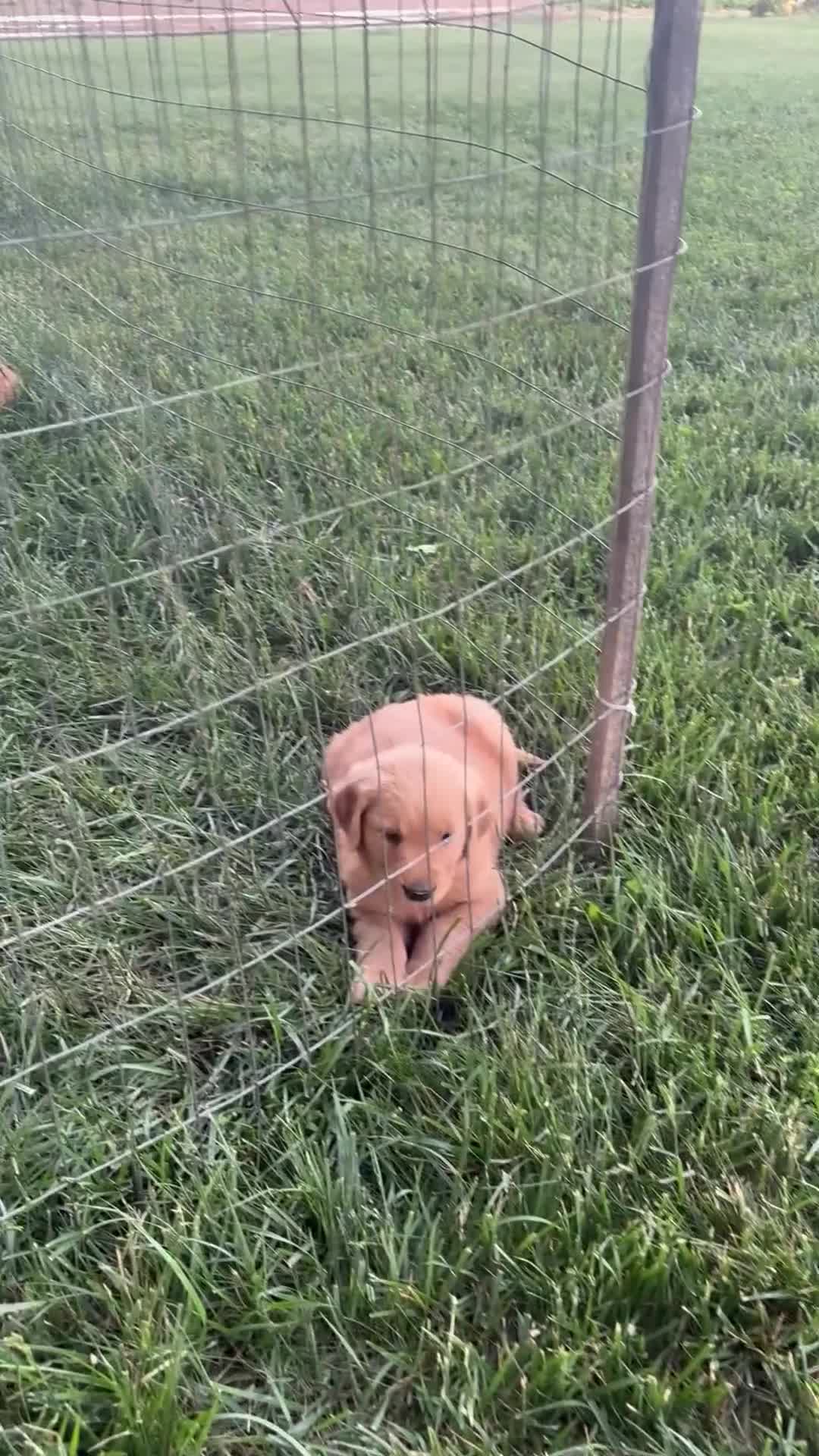 Golden Retriever dogs for sale: Ivy - Video 1