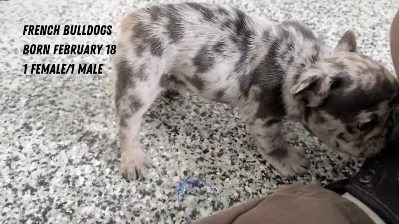 French Bulldog dogs for sale: Xena - Video 3