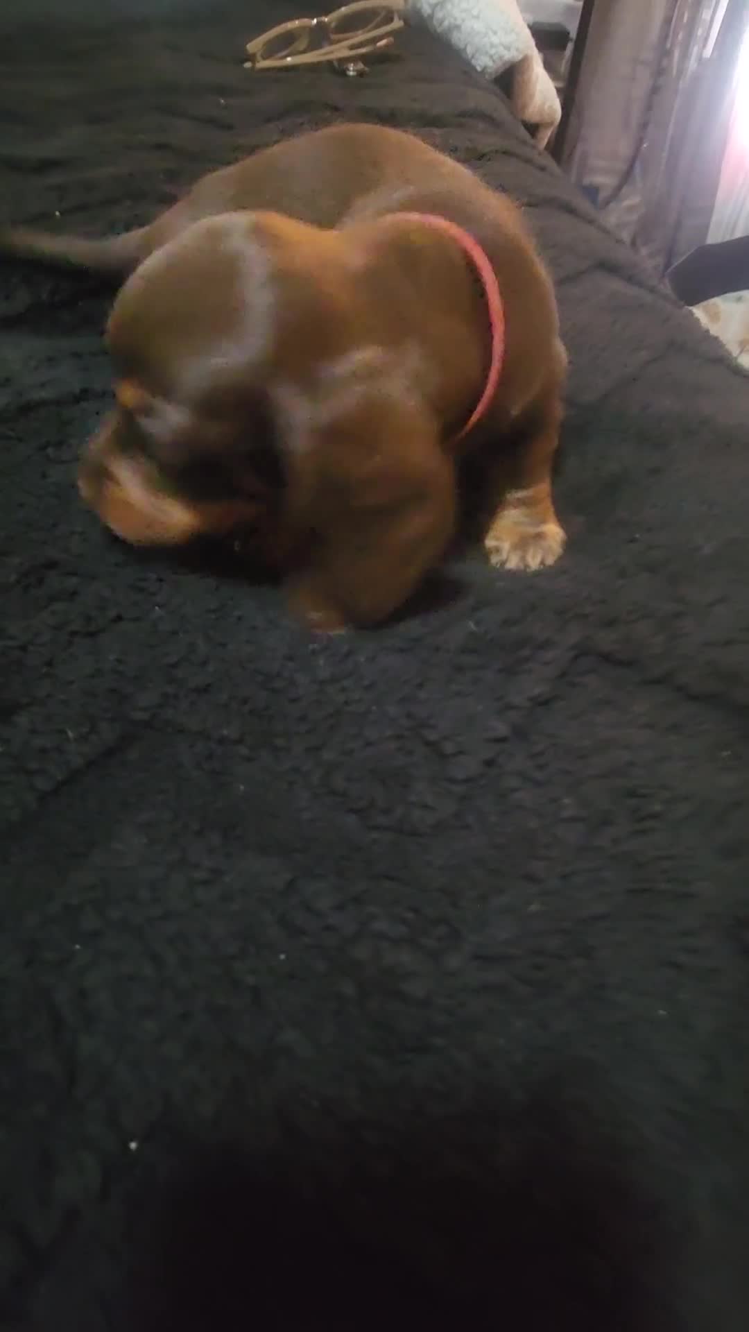 Dachshund dogs for sale: Dachshund Puppy Chunky - Video 1