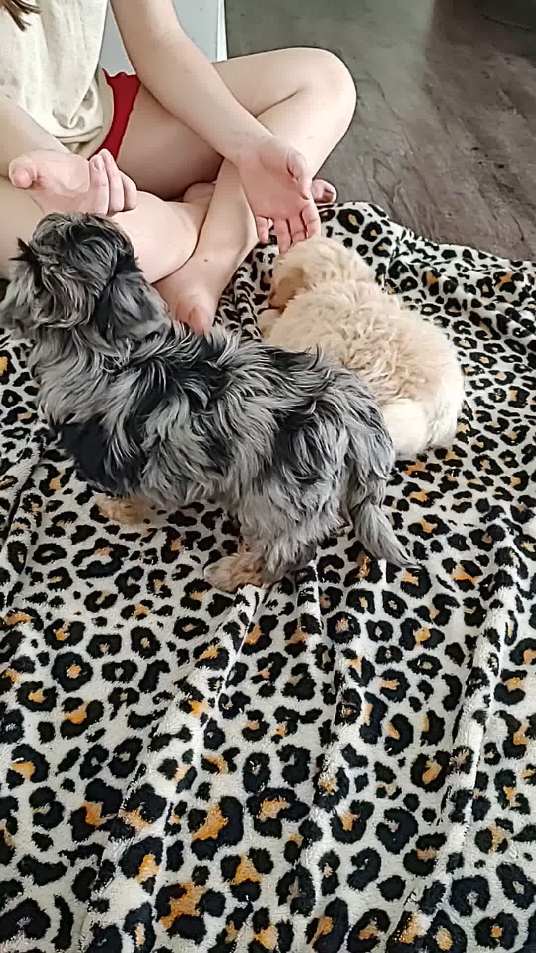 Maltipoo dogs for sale: Pebbles - Video 2