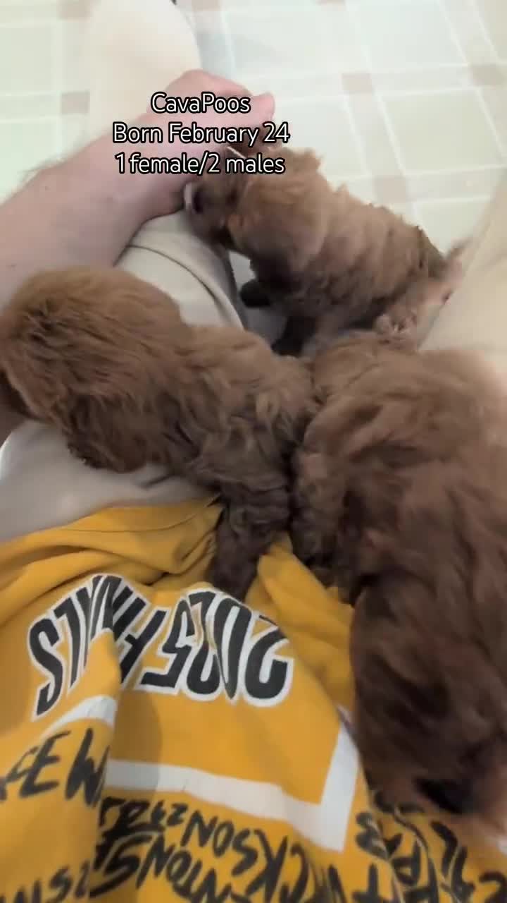 Cavapoo dogs for sale: Teddy - Video 2