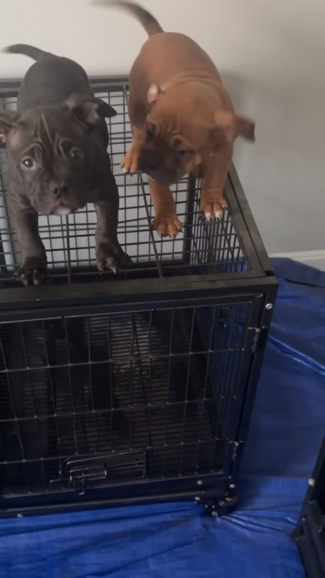 American Bully dogs for sale: American Bully Black Ghost Tri Male - Video 1