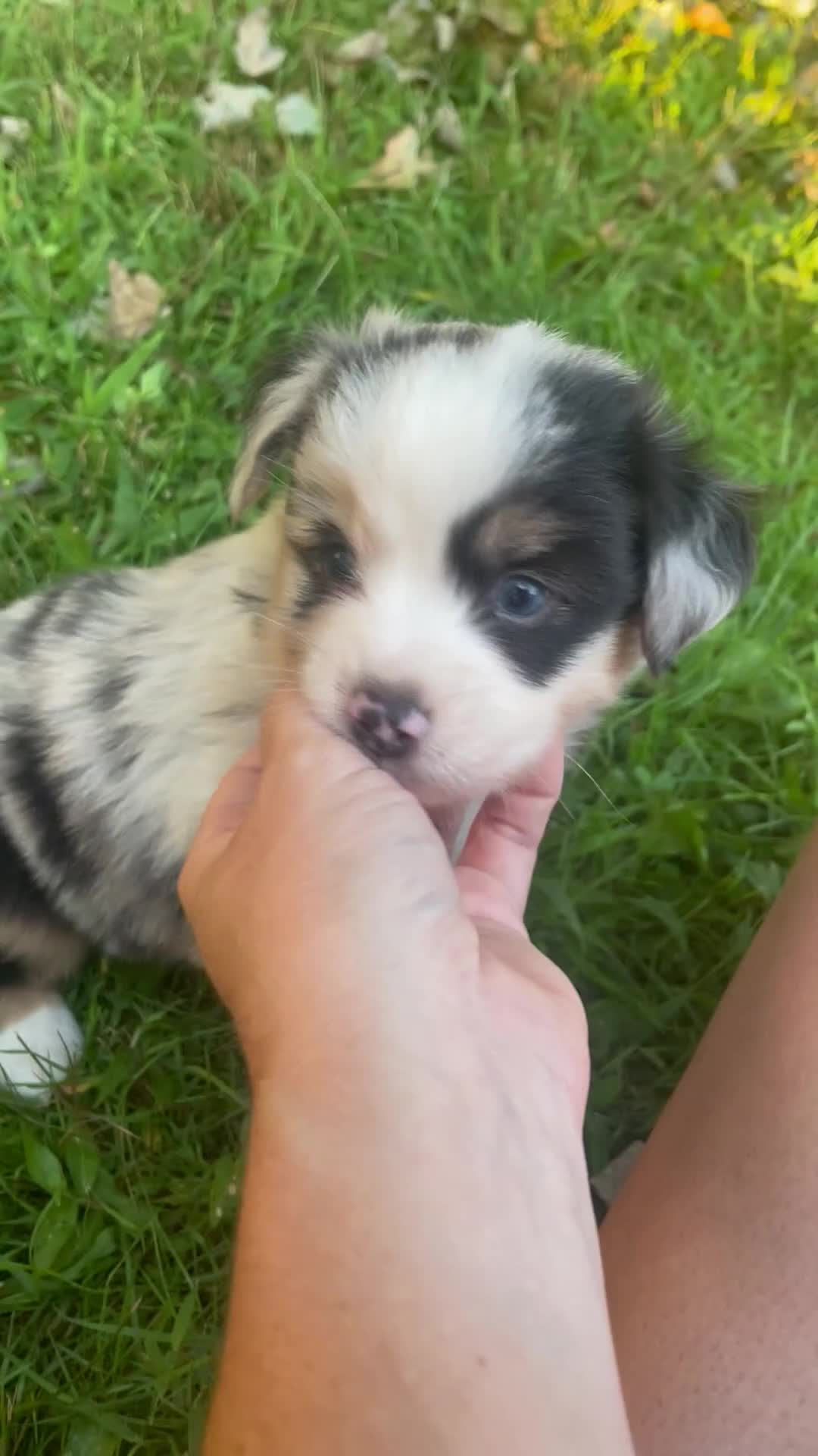 Miniature Australian Shepherd dogs for sale: Miniature Australian Shepherd 2 - Video 2