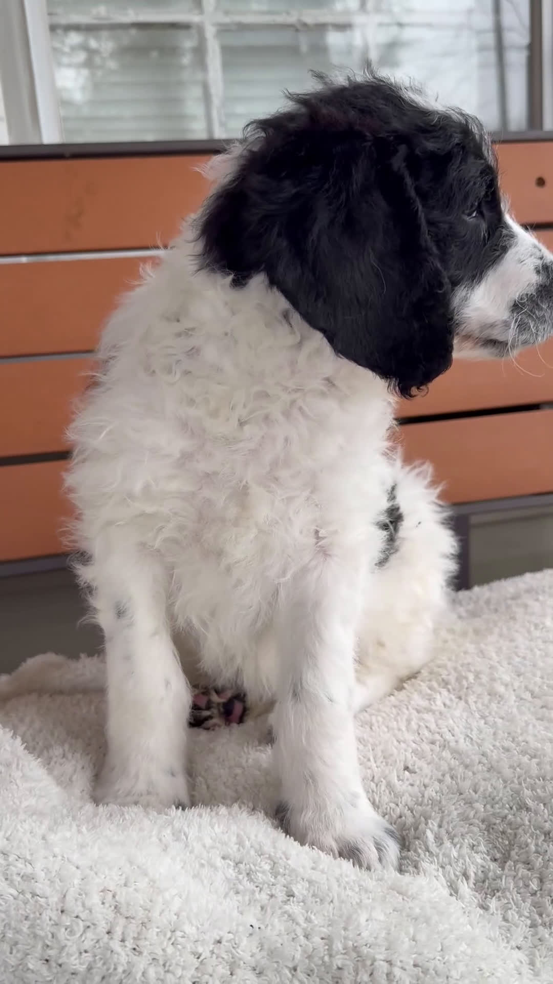 Mixed Breed dogs for sale: Ace - Video 2