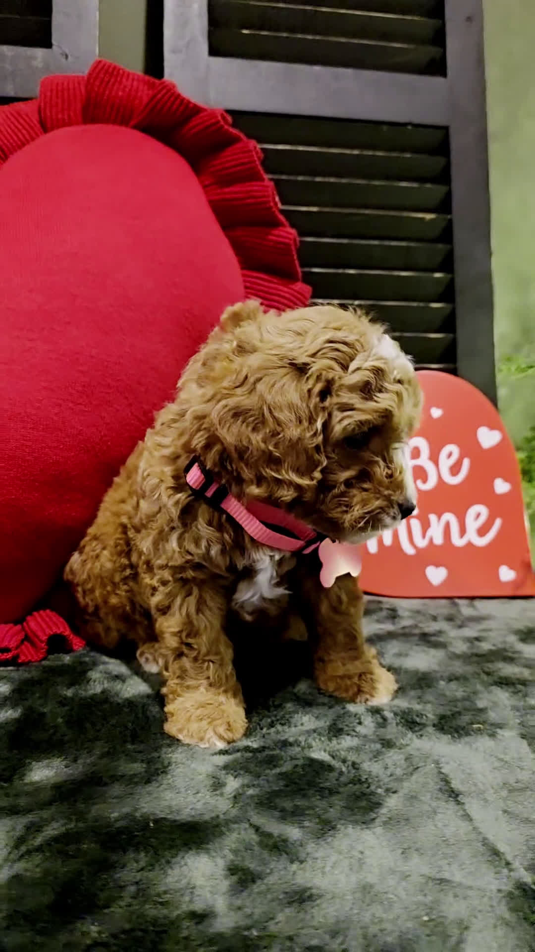 Mini Bernedoodle dogs for sale: Colby  - Video 1