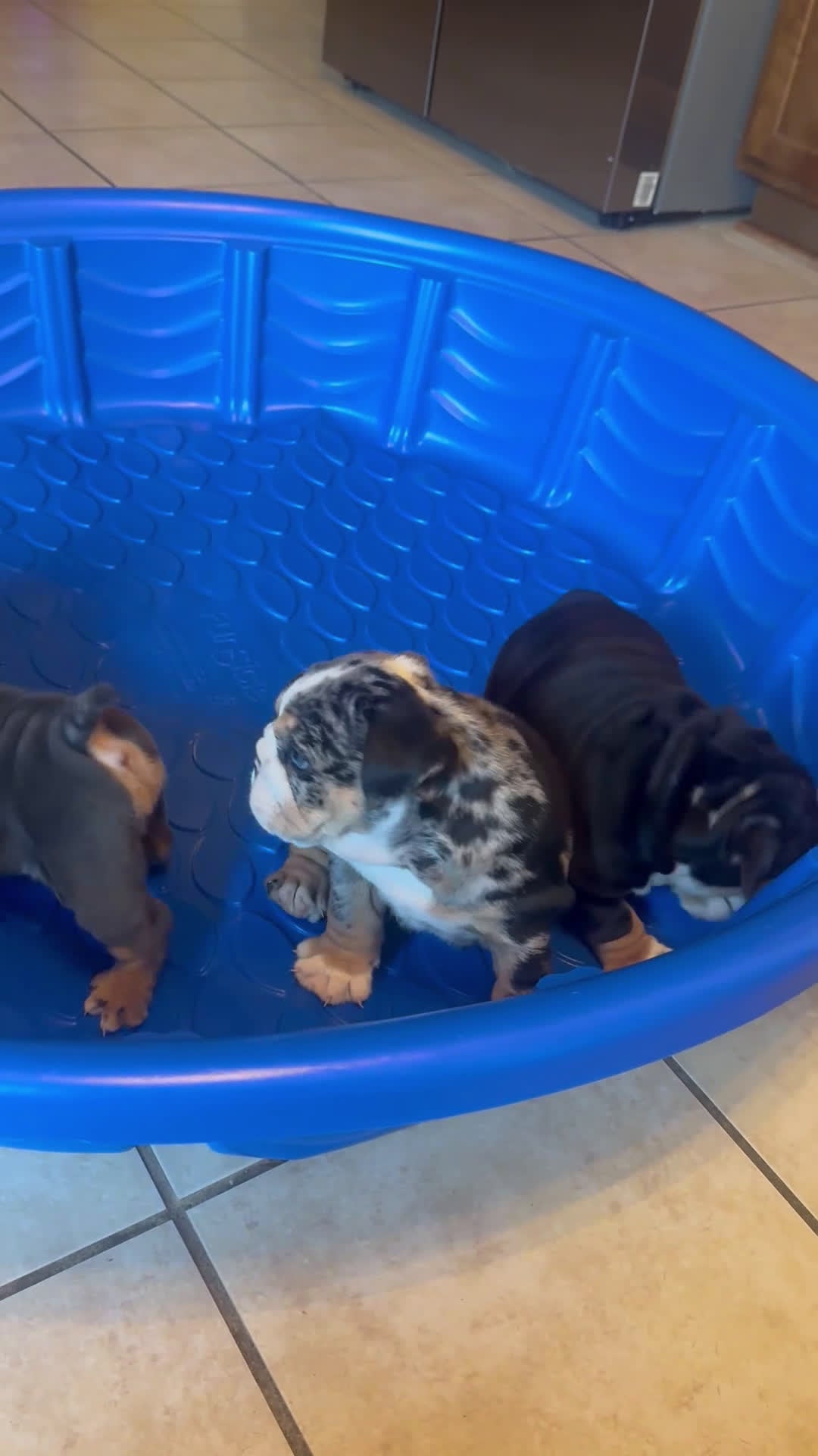 English Bulldog dogs for sale: English Bulldog Puppy 3 - Video 2