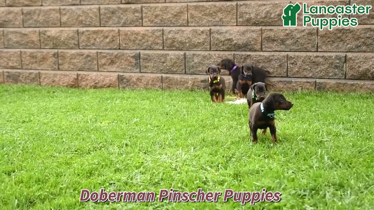 Doberman Pinscher dogs for sale: Aj  - Video 1