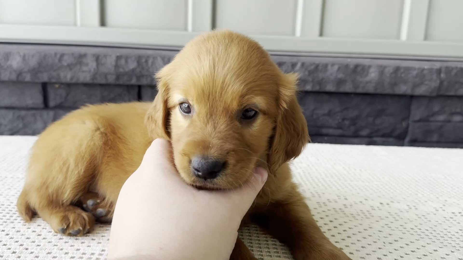 Mixed Breed dogs for sale: Ryder - Video 1
